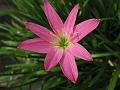 Rosy Rain Lily